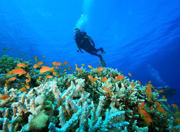 Scuba Diving in Goa Photo Scuba Diving in Goa